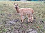 Alpaca veulens, Dieren en Toebehoren, Overige Dieren