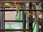 Rosella's, Dieren en Toebehoren, Vogels | Parkieten en Papegaaien, Meerdere dieren, Parkiet