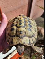 Male hermanni boettgeri, Dieren en Toebehoren