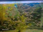 Notropis chrosomus, rainbowshiners, regenboogelrits 2025, Dieren en Toebehoren