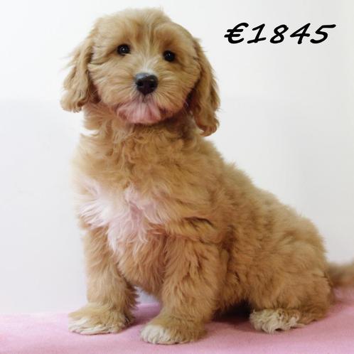 Superlief Cockapoo (teefje) pup te koop, Dieren en Toebehoren, Honden | Chihuahua's en Gezelschapshonden, Teef, Overige rassen