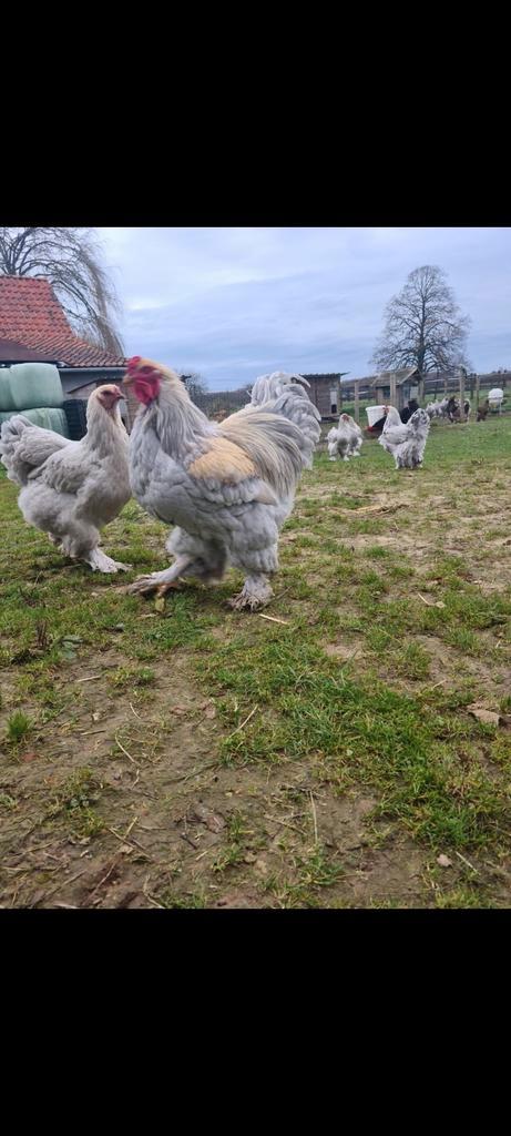 Toom Brahma Isabel, Dieren en Toebehoren, Pluimvee