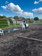 Super lieve drachtige kinderpony ( Welsh stamboek), Dieren en Toebehoren, Merrie, B pony (1.17m tot 1.27m), Gechipt, 11 jaar of ouder