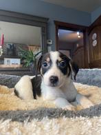 Jack Russell, Meerdere, 8 tot 15 weken, Meerdere dieren, Parvo