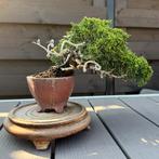 Bonsai Juniperus Chinensis Shohin - Jeneverbes, Tuin en Terras, Overige soorten, Lente, Minder dan 100 cm, Ophalen