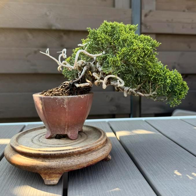 Bonsai Juniperus Chinensis Shohin - Jeneverbes, Tuin en Terras, Planten | Bomen, Overige soorten, Minder dan 100 cm, Volle zon