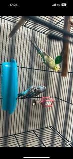 Koppeltje grasparkieten 9 maand oud, Dieren en Toebehoren, Vogels | Parkieten en Papegaaien, Meerdere dieren, Parkiet, Geringd