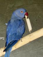 blauwe halsband, Dieren en Toebehoren, Vogels | Parkieten en Papegaaien, Parkiet
