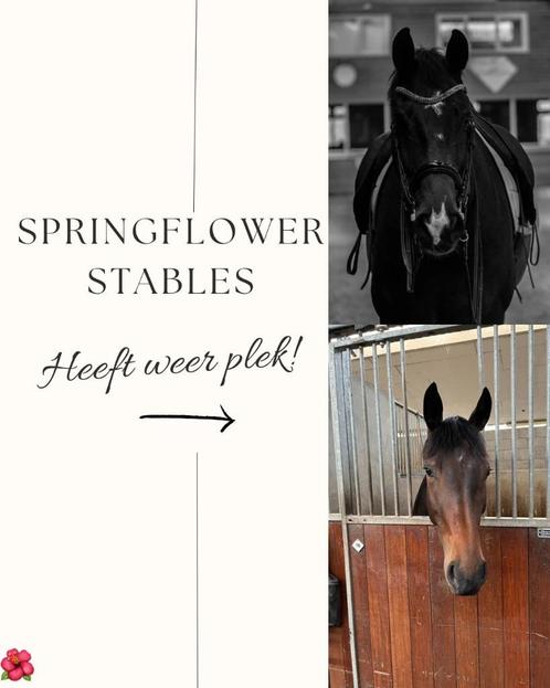 pensionstal heeft weer plek regio Tilburg, Dieren en Toebehoren, Stalling en Weidegang, Stalling, 4 paarden of pony's of meer