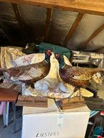 1 opgezette fazant te koop, Dieren en Toebehoren, Pluimvee, Overige soorten