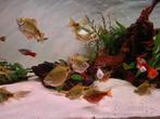 12 Rosy Barbs, Animaux & Accessoires, Poissons | Poissons d'aquarium