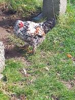 Haantje  van dit jaar, Dieren en Toebehoren, Pluimvee