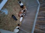 Cavia s, Dieren en Toebehoren, Knaagdieren, Maart, Meerdere dieren, Cavia