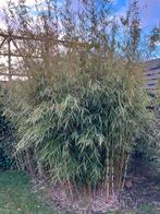 Niet woekerende bamboe fargesia robusta, Tuin en Terras, Planten | Bomen, Ophalen