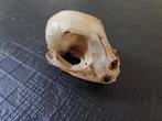 Schedel Huiskat, Verzamelen, Ophalen of Verzenden, Gebruikt, Hond of Kat, Schedel