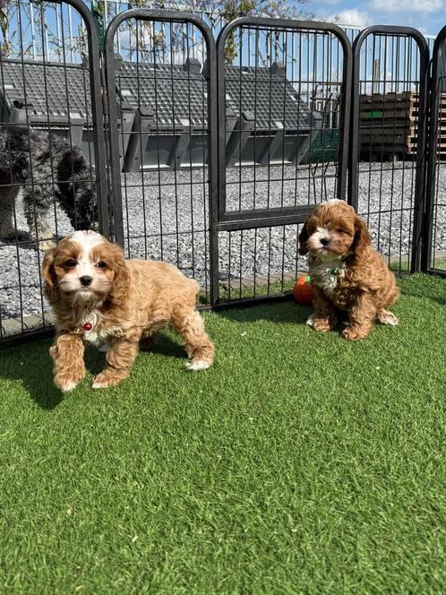 Prachtige cavapoo pups (cavalier king charles x dwergpoedel), Dieren en Toebehoren, Honden | Chihuahua's en Gezelschapshonden