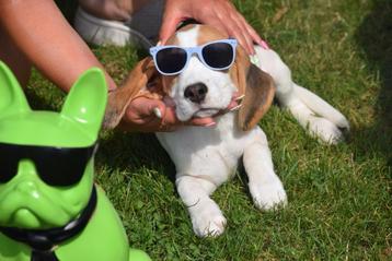 Nouveau nid de chiots Beagle né en Belgique