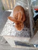 Konijnen, Dieren en Toebehoren, Konijnen