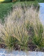 Siergrassen, Ophalen of Verzenden, Siergrassen