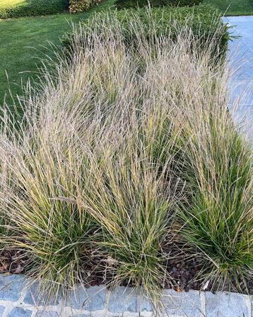 Siergrassen beschikbaar voor biedingen