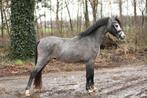 Super leuke B pony, Dieren en Toebehoren, Pony's, Ruin, B