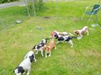 Cavalier king charles pups eigen kweek, Autres races, Plusieurs, Parvovirose, Belgique