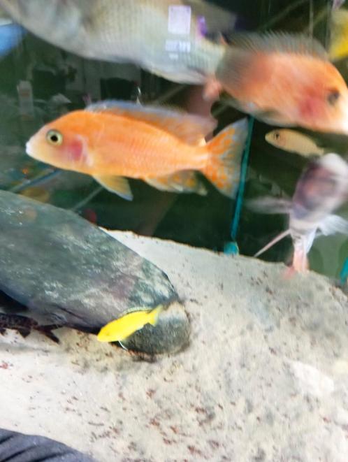 Cichlidès Malawi aulonocara fire fish, Dieren en Toebehoren, Vissen | Aquariumvissen