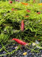 Vuurgarnalen Sakura Red, Dieren en Toebehoren, Vissen | Aquariumvissen, Kreeft, Krab of Garnaal, Zoetwatervis