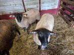2 jonge ooien te koop, Dieren en Toebehoren, Schapen, Geiten en Varkens