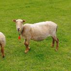 twee vrouwelijke schapen, Animaux & Accessoires, Moutons, Chèvres & Cochons
