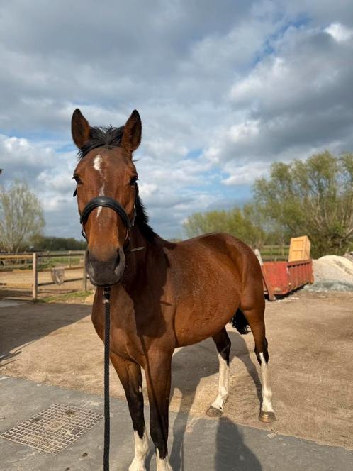 5jarige merrie, Dieren en Toebehoren, Paarden, Merrie, Zadelmak, 165 tot 170 cm, 3 tot 6 jaar, Springpaard, Met stamboom, Gechipt