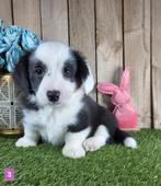Welsh Corgi Cardigan pups / Corgi pup, Dieren en Toebehoren, België, Overige rassen, CDV (hondenziekte), 8 tot 15 weken
