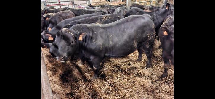 Black angus ossen slachtrijp, Dieren en Toebehoren, Runderen, Mannelijk, 0 tot 2 jaar