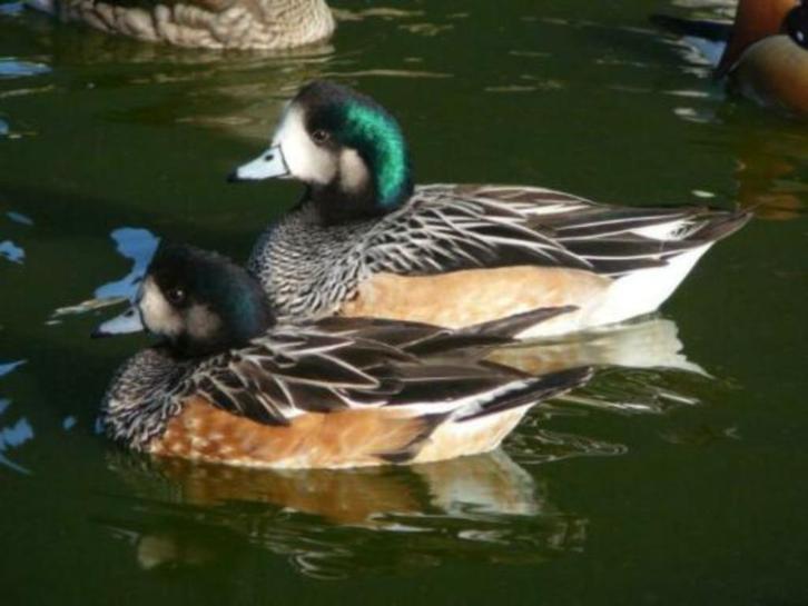 Canards et oies d'ornement, Dieren en Toebehoren, Vogels | Overige Vogels, Geringd