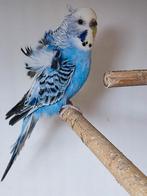 Recherche perruche anglaise et hagoromo secteur Hasselt, Animaux & Accessoires, Oiseaux | Perruches & Perroquets, Perruche