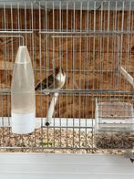 Putter x kanarie, Dieren en Toebehoren, Vogels | Overige Vogels, Mannelijk, Geringd