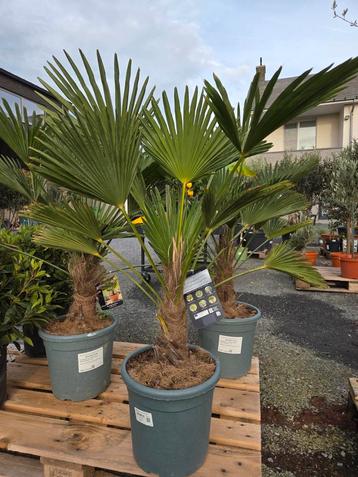 Palmboom Trachycarpus Wagnerianus  beschikbaar voor biedingen