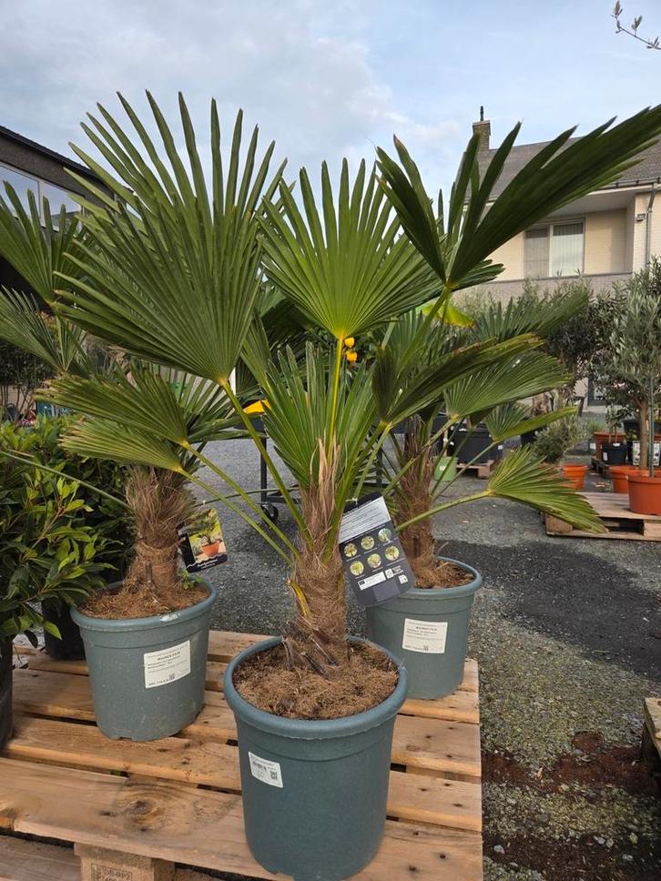 Palmboom Trachycarpus Wagnerianus, Tuin en Terras, Planten | Bomen, Palmboom, Halfschaduw, Ophalen