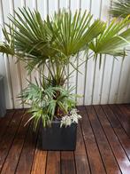 Chinese waaierpalm - Trachycarpus Fortunei 150cm, Tuin en Terras, Planten | Struiken en Hagen, Ophalen, Overige soorten, Struik