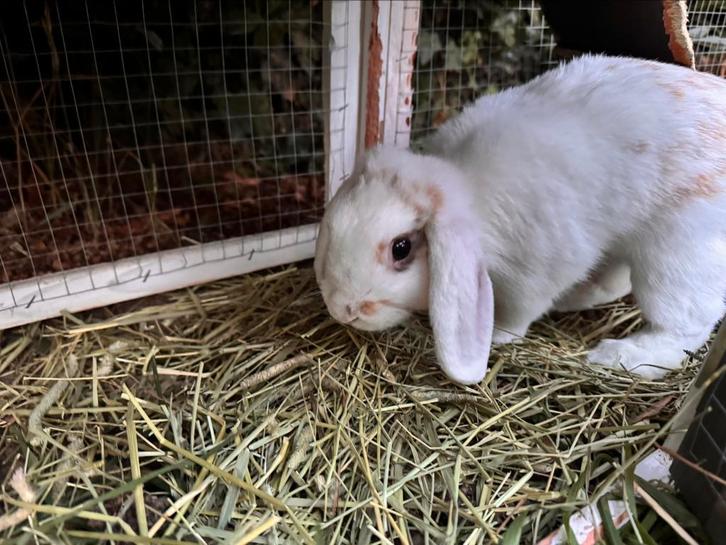 Lieve leuke konijn, Dieren en Toebehoren, Konijnen