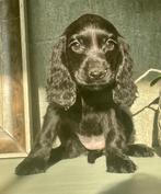 Engelse Cocker Spaniël pups, België, Fokker | Hobbymatig, 15 weken tot 1 jaar, Reu
