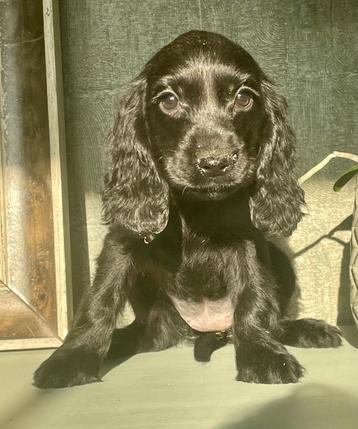 Engelse Cocker Spaniël pups beschikbaar voor biedingen