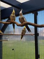 Valkparkiet mannen, Dieren en Toebehoren, Vogels | Parkieten en Papegaaien, Mannelijk, Parkiet, Geringd