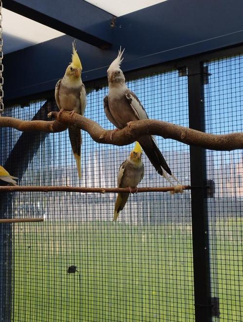Valkparkiet mannen, Dieren en Toebehoren, Vogels | Parkieten en Papegaaien, Parkiet, Mannelijk, Geringd