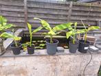 Bananenplantjes winterhard, Tuin en Terras, Ophalen