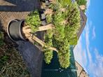 Olijfboom Plato te koop., Tuin en Terras, Planten | Bomen, Ophalen, Olijfboom