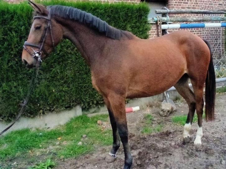 Unieke kans 3 jarige merrie zadelmak opmerking keuring, Dieren en Toebehoren, Paarden, Merrie, Zadelmak, 160 tot 165 cm, 3 tot 6 jaar