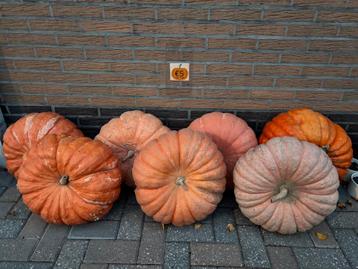 Laatste grote zware Pompoenen beschikbaar voor biedingen