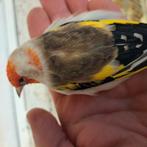 Distelvink, Dieren en Toebehoren