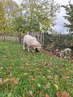 Walliser ram, Dieren en Toebehoren